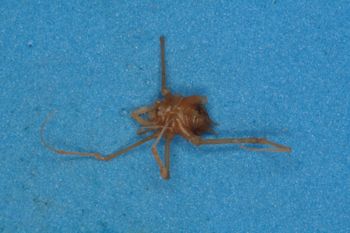 Media type: image;   Invertebrate Zoology 14749